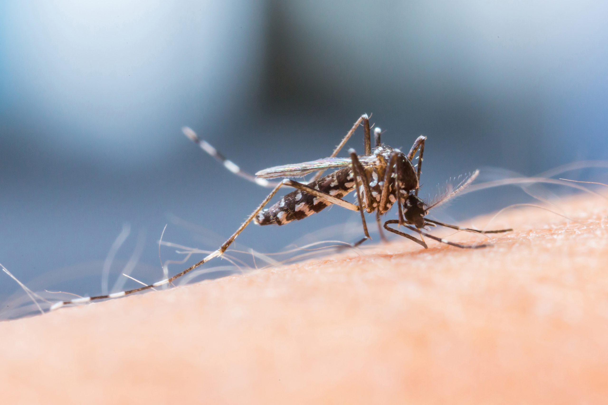 Dengue Fieber Ansteckung, Verlauf, Behandlung DocFinder Wissensmagazin